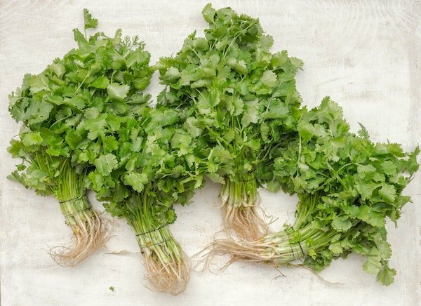 How To Keep Cilantro Fresh