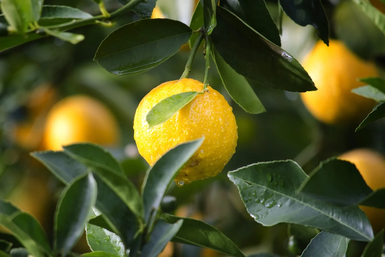types of lemons