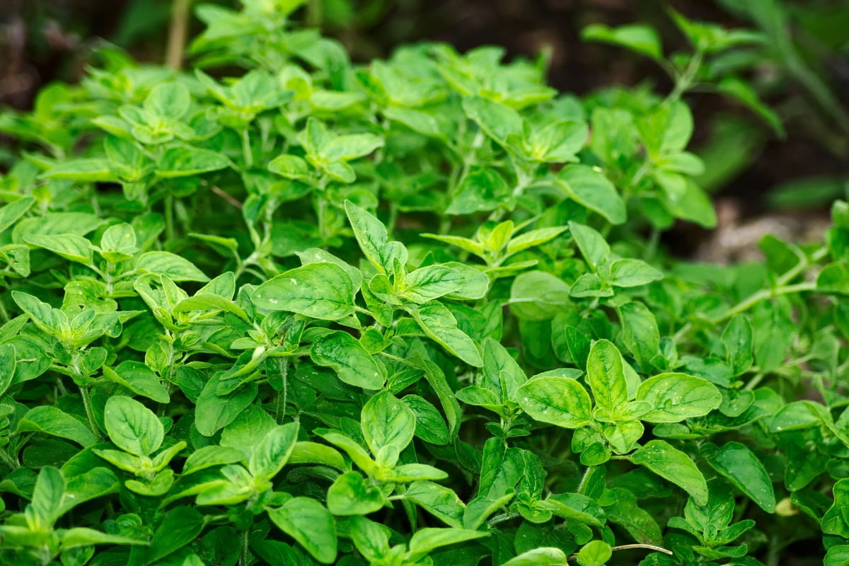 Different Types Of Oregano