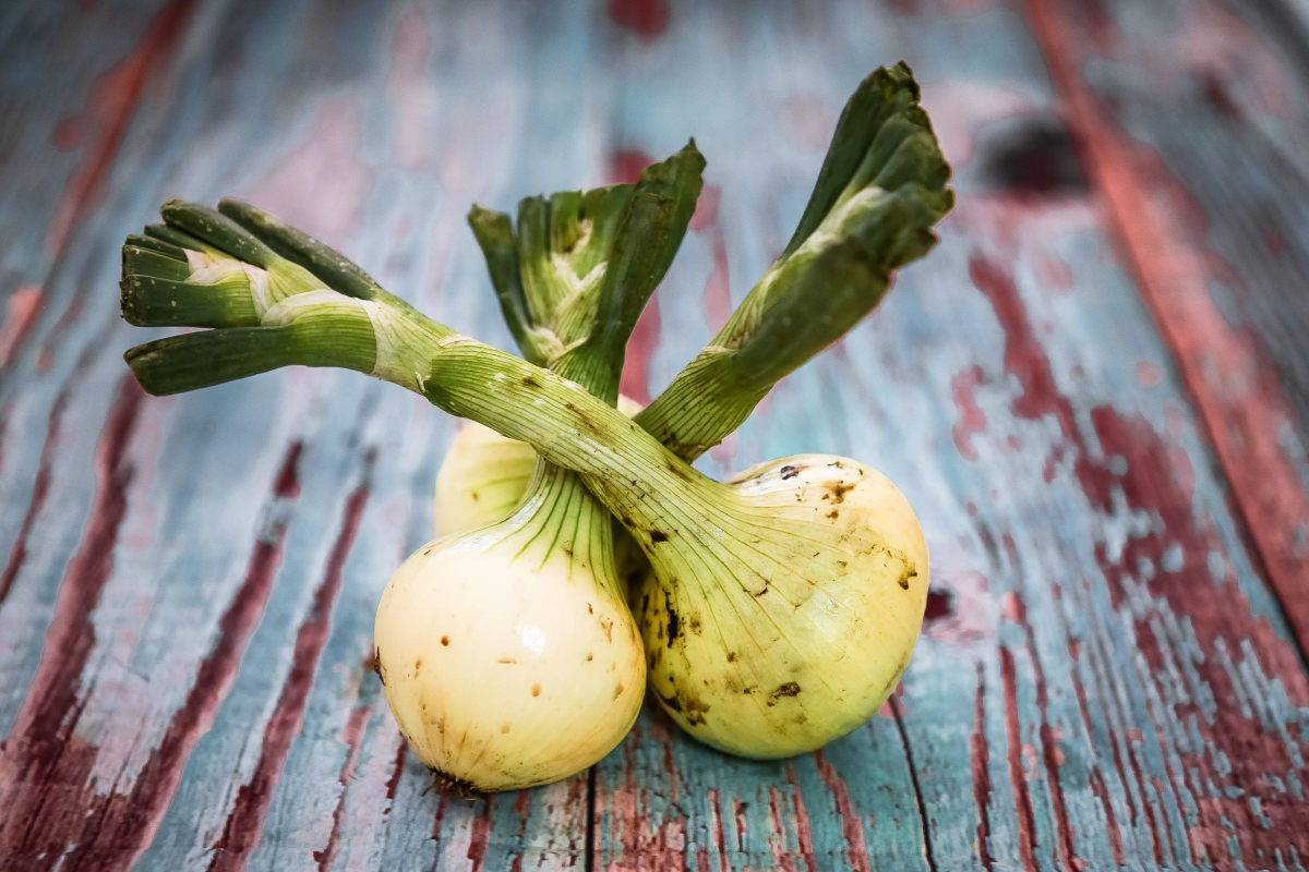 how to keep onions fresh
