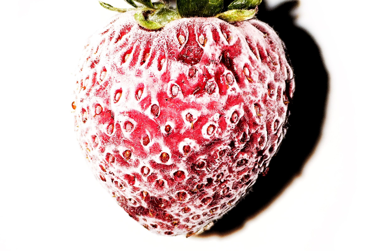 Can You Freeze Fresh Strawberries?
