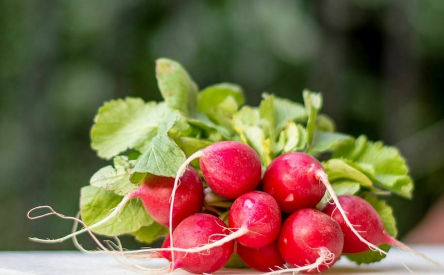 How to keep radishes fresh